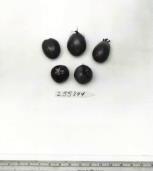 FRUIT